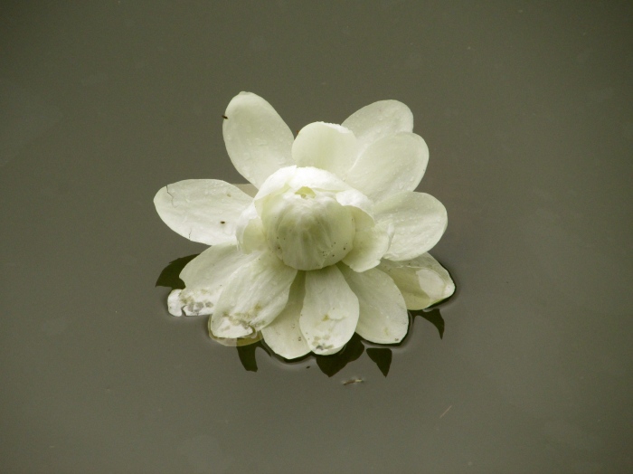 A beautiful lily