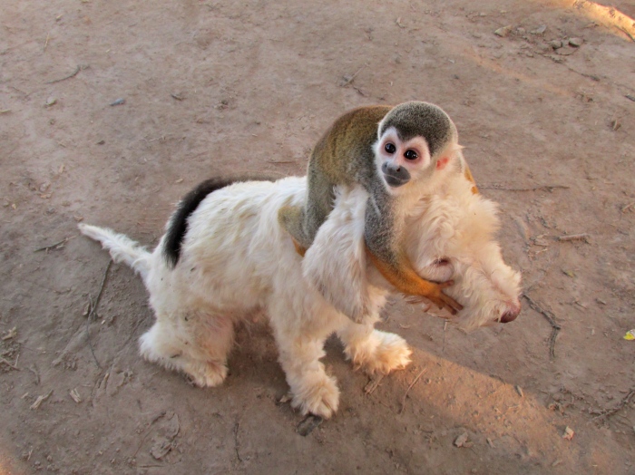 This might have been the most adorable thing I have seen! This little monkey rode the dog around like it was its mom!
