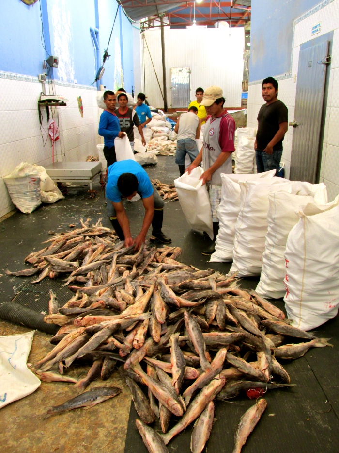 While we were down at the docks, we passed a fish packing plant - the owner invited us inside
