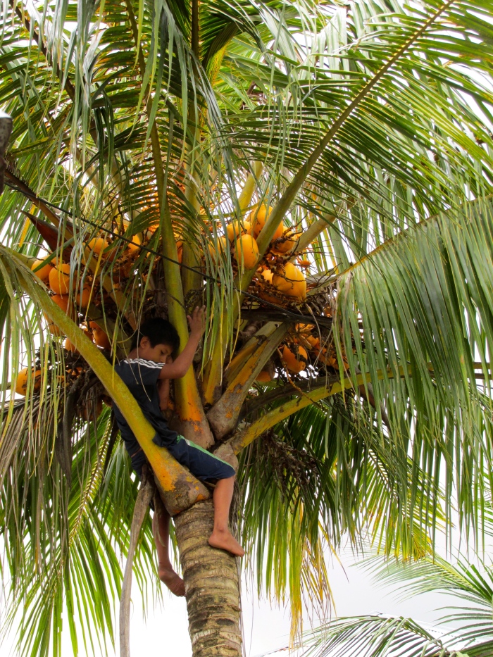 A little boy climbing up to get a coconut - reminded me of Josiah - not that long ago! ;)