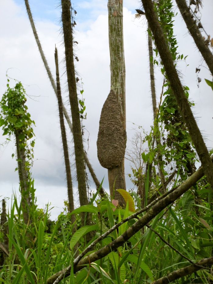 A giant bug nest (I think termite, but it might be wasp or ant) 