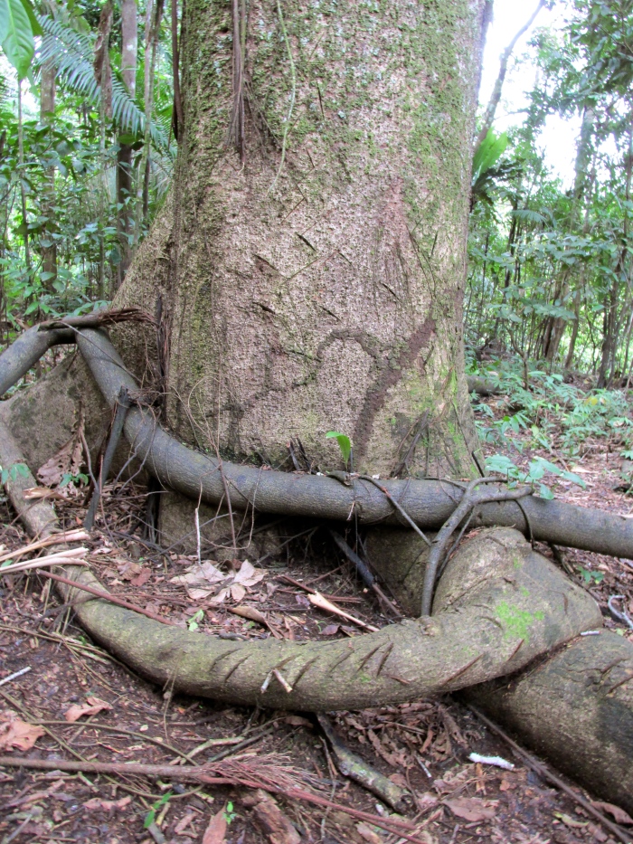 The "anaconda" tree - its roots will travel for hundreds of meters, winding its way around other trees