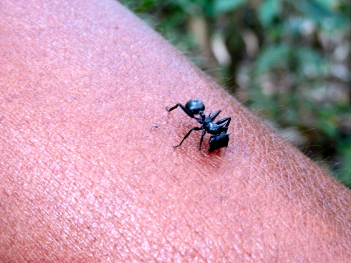A giant ant crawling on Aníbal's arm