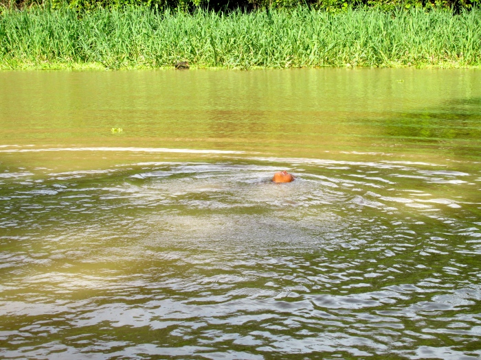 Swimming like a fish in the Amazon - I didn't even want to stick my hand in the water!